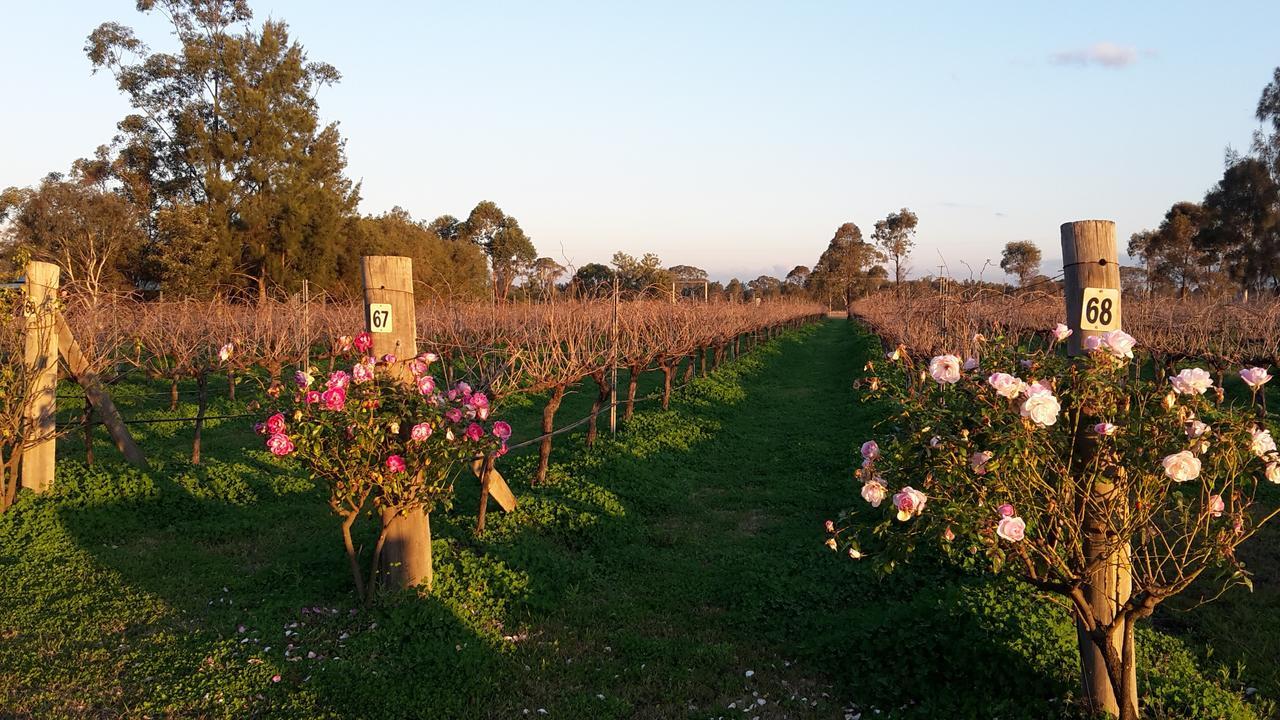Emma'S Cottage Vineyard Lovedale Extérieur photo