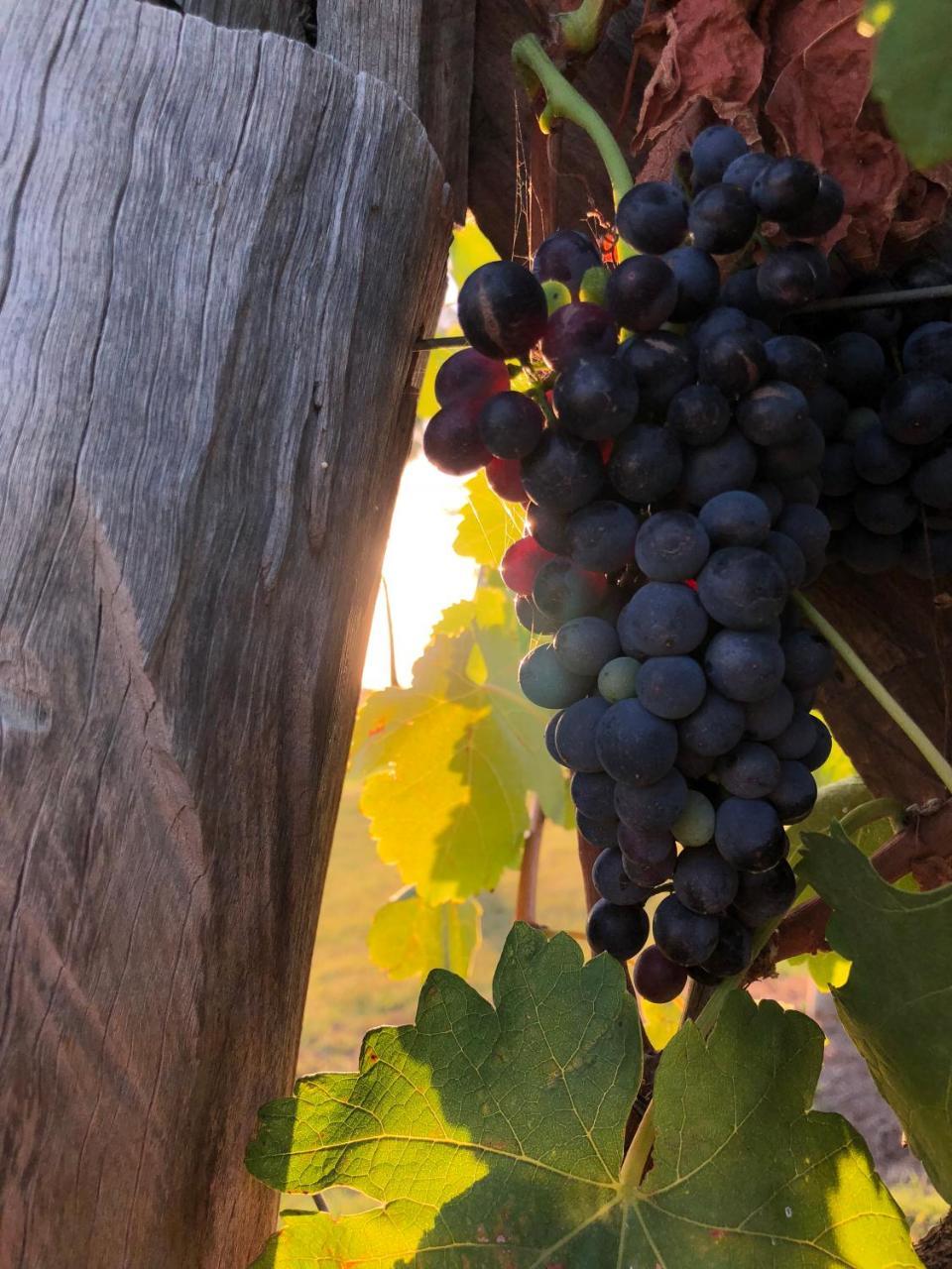 Emma'S Cottage Vineyard Lovedale Extérieur photo